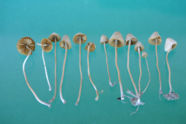 Conocybe juniana (Vel.) Hauskn & Svrcek var. juniana